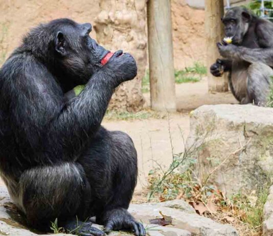 Helados para los animales del Zoo ante la subida de temperaturas Helados para los animales del Zoo ante la subida de temperaturas