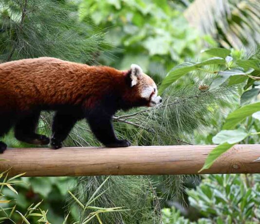 Llega al Zoo de Barcelona una hembra de panda rojo Llega al Zoo de Barcelona una hembra de panda rojo