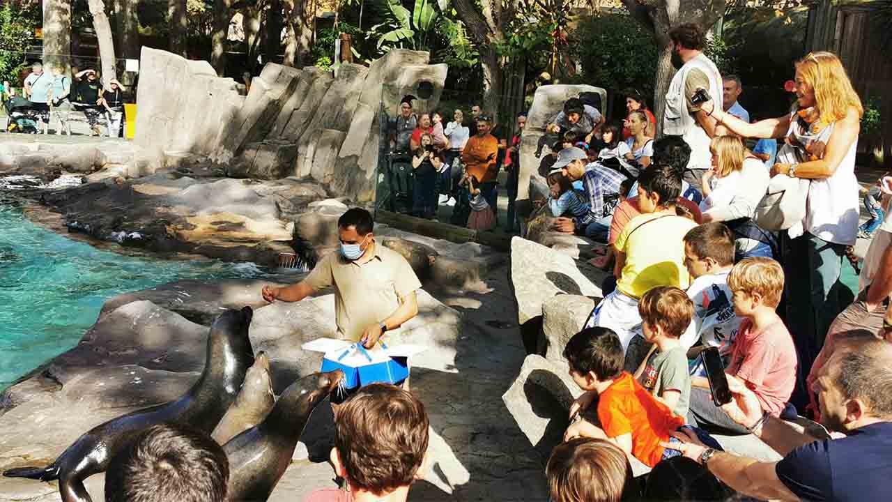 El Zoo Cierra El Verano Con Un 13 M s De Visitantes