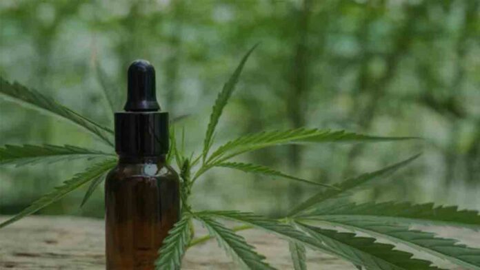 Evolución del CBD a nivel mundial