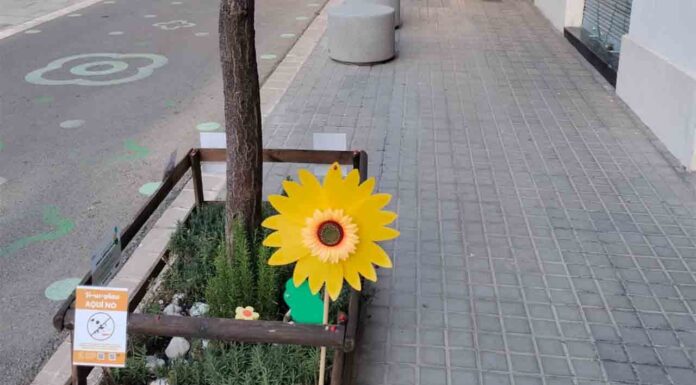 Ya se puede volver a plantar en los alcorques Ya se puede volver a plantar en los alcorques