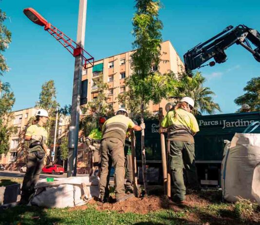 Barcelona reanuda la plantación de árboles con menos necesidades hídricas Barcelona reanuda la plantación de árboles con menos necesidades hídricas