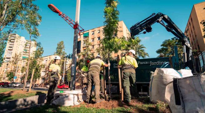 Barcelona reanuda la plantación de árboles con menos necesidades hídricas Barcelona reanuda la plantación de árboles con menos necesidades hídricas
