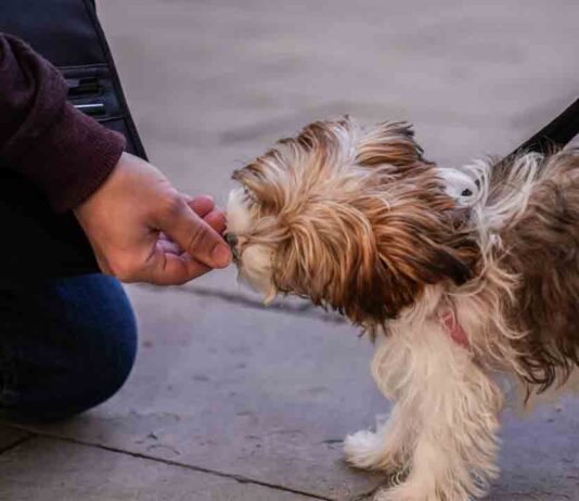 Campaña cívica de sensibilización sobre la tenencia responsable de perros Campaña cívica de sensibilización sobre la tenencia responsable de perros