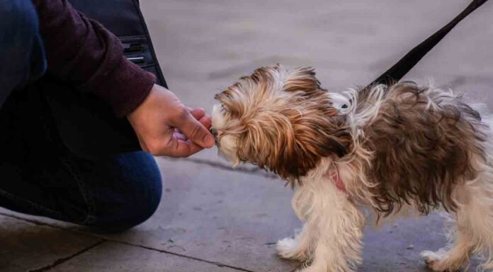 Campaña cívica de sensibilización sobre la tenencia responsable de perros Campaña cívica de sensibilización sobre la tenencia responsable de perros