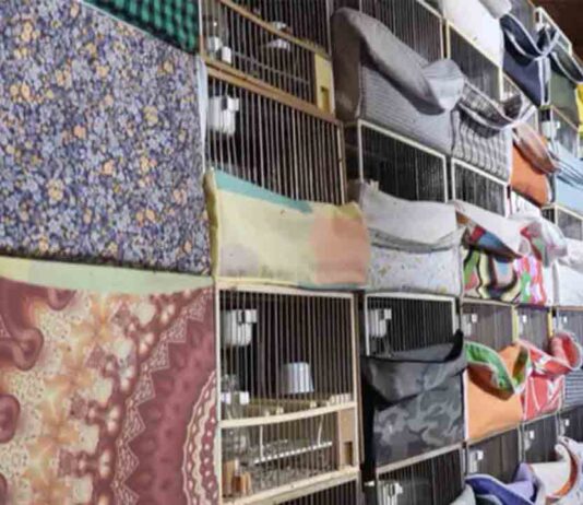 Desmantelan un local con más de 650 pájaros cazados furtivamente y dopados Desmantelan un local con más de 650 pájaros cazados furtivamente y dopados