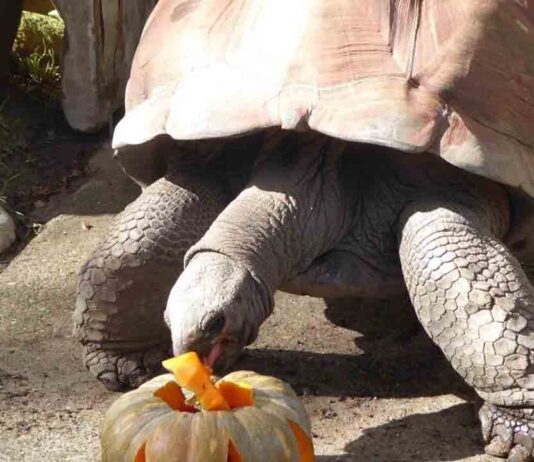 El Zoo de Barcelona estrena nuevas actividades de otoño El Zoo de Barcelona estrena nuevas actividades de otoño