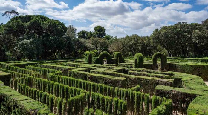 Se renueva el laberinto vegetal del parque del Laberinto de Horta Se renueva el laberinto vegetal del parque del Laberinto de Horta