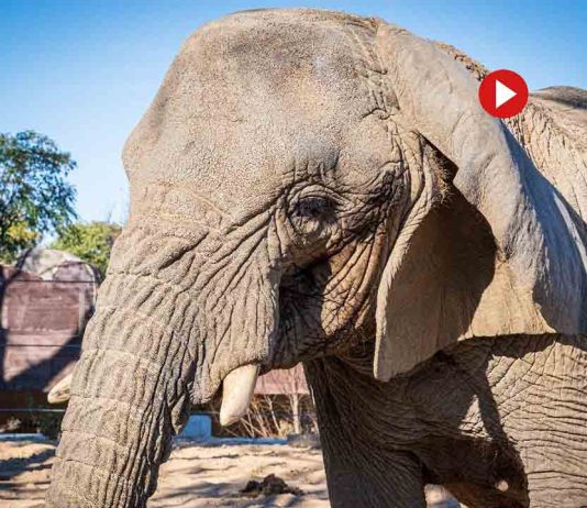 Así era Yoyo, la elefanta más longeva del mundo que ha muerto en el Zoo Así era Yoyo, la elefanta más longeva del mundo que ha muerte en el Zoo