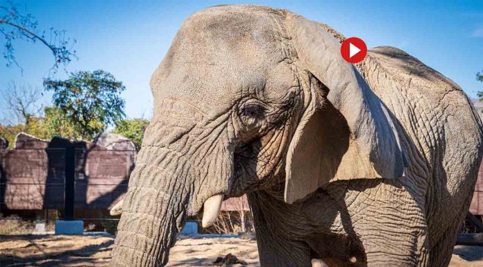 Así era Yoyo, la elefanta más longeva del mundo que ha muerto en el Zoo Así era Yoyo, la elefanta más longeva del mundo que ha muerte en el Zoo