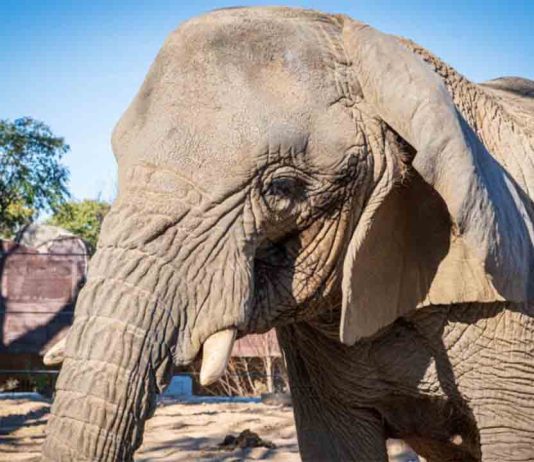Cierra el Zoo de Barcelona por la muerte de la elefanta Yoyo Cierra el Zoo de Barcelona por la muerte de la elefanta Yoyo