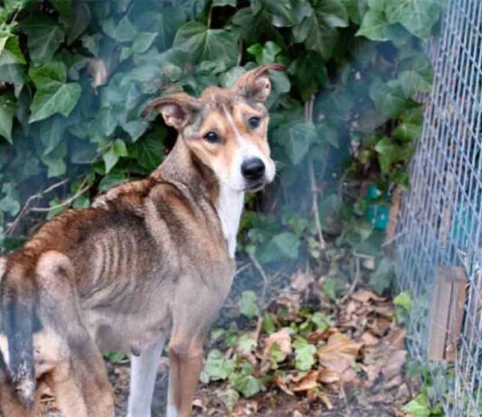 Denuncian dos residencias de perros abandonados por malos tratos Denuncian dos residencias de perros abandonados por malos tratos