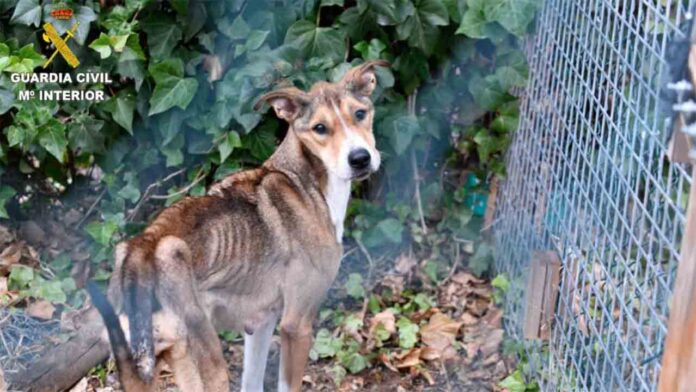 Denuncian dos residencias de perros abandonados por malos tratos