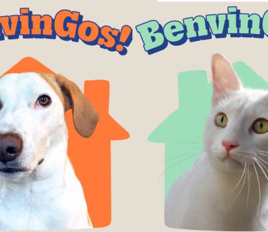 Llamamiento para incentivar la adopción de animales de compañía Llamamiento para incentivar la adopción de animales de compañía