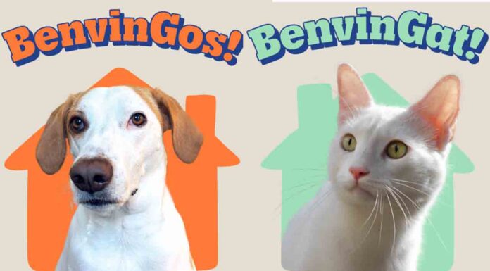 Llamamiento para incentivar la adopción de animales de compañía Llamamiento para incentivar la adopción de animales de compañía