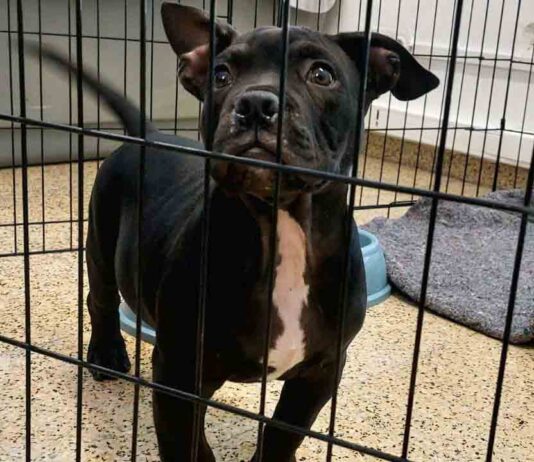 Más de 1.500 animales decomisados en Barcelona por incumplimientos Más de 1.500 animales decomisados en Barcelona por incumplimientos