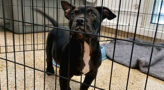 Más de 1.500 animales decomisados en Barcelona por incumplimientos Más de 1.500 animales decomisados en Barcelona por incumplimientos