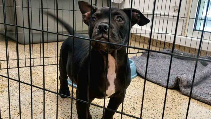 Más de 1.500 animales decomisados en Barcelona por incumplimientos