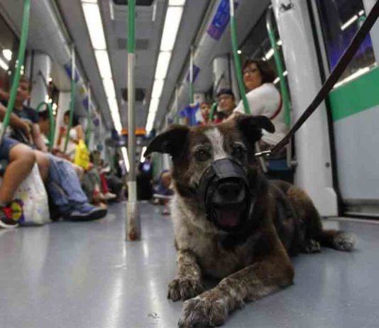 Estas son las normas en el transporte público para los tenedores de perros Estas son las normas en el transporte público para los tenedores de perros