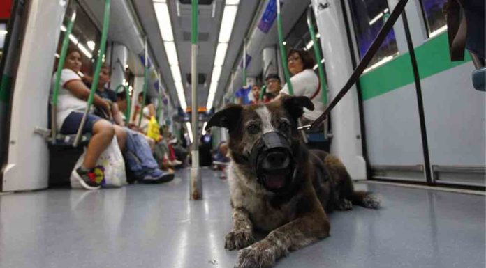 Estas son las normas en el transporte público para los tenedores de perros Estas son las normas en el transporte público para los tenedores de perros