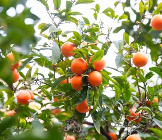 Siete distritos de la ciudad inician la espigada comunitaria de naranjos Siete distritos de la ciudad inician la espigada comunitaria de naranjos