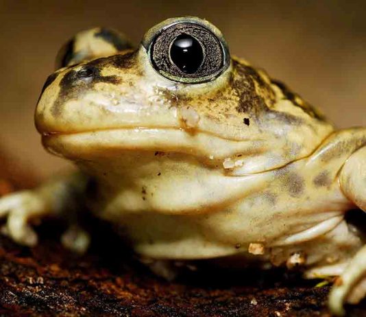 Nuevas ayudas del Zoo de Barcelona para proyectos de investigación y conservación Nuevas ayudas del Zoo de Barcelona para proyectos de investigación y conservación