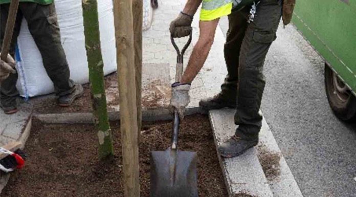 Barcelona recupera más del 40% del verde afectado por la sequía Barcelona recupera más del 40% de árboles y plantas afectadas por la sequía