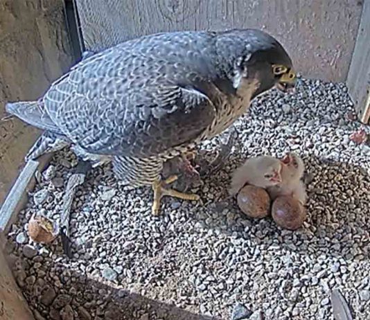 Nacen tres polluelos de halcón peregrino en el nido de la Sagrada Familia Nacen tres polluelos de halcón peregrino en el nido de la Sagrada Familia
