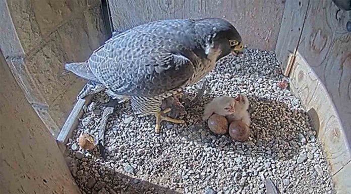 Nacen tres polluelos de halcón peregrino en el nido de la Sagrada Familia Nacen tres polluelos de halcón peregrino en el nido de la Sagrada Familia