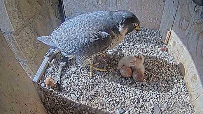 Nacen tres polluelos de halcón peregrino en el nido de la Sagrada Familia