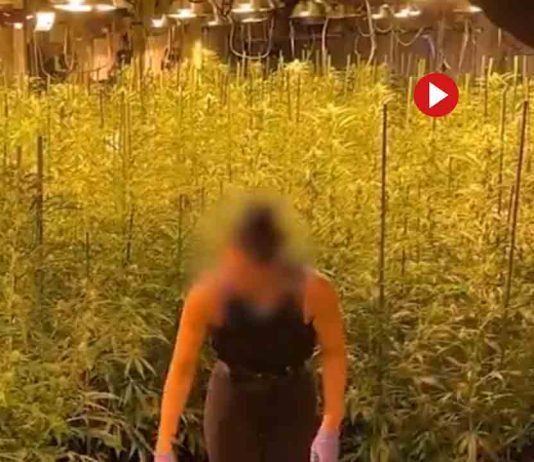 Encuentran 2.800 plantas y 112 kg de cogollos en el Eixample 2.800 plantas y 112 kg de cogollos en el Eixample