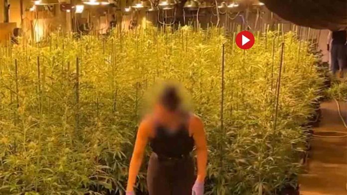 2.800 plantas y 112 kg de cogollos en el Eixample