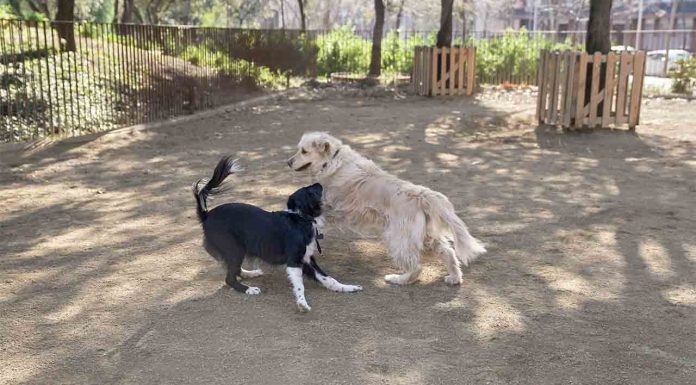 Críticas por el traslado del pipicán a los Jardines del Doctor Samuel Hahnemann Críticas por el traslado del pipicán a los Jardines del Doctor Samuel Hahnemann