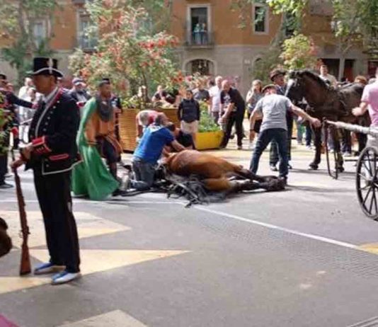 Exigen responsabilidades por la muerte de un caballo en los Tres Tombs Exigen responsabilidades por la muerte de un caballo en los Tres Tombs