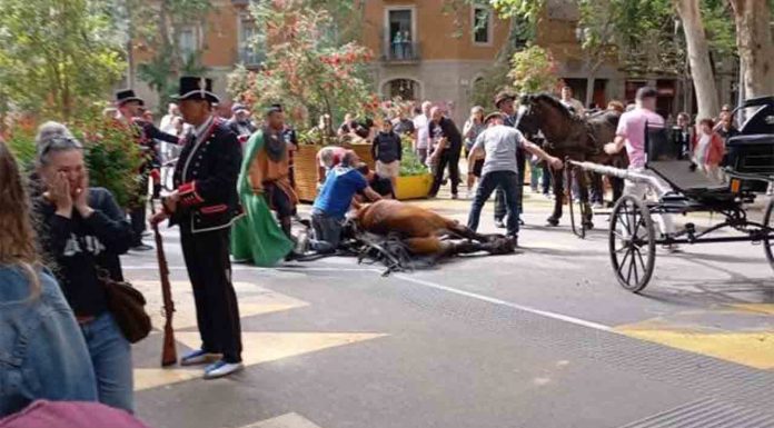 Exigen responsabilidades por la muerte de un caballo en los Tres Tombs Exigen responsabilidades por la muerte de un caballo en los Tres Tombs