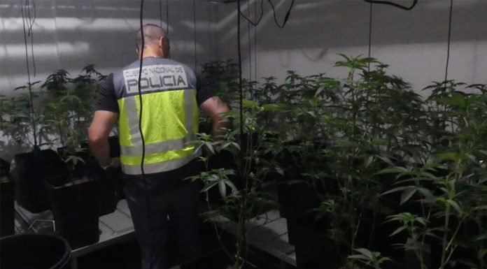 Localizan tres plantaciones de marihuana en la Marina del Prat Vermell Localizan tres plantaciones de marihuana en la Marina del Prat Vermell