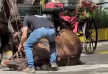 Se abre oficialmente el debate para eliminar los animales en Els Tres Tombs Se abre oficialmente el debate para eliminar los animales en Els Tres Tombs