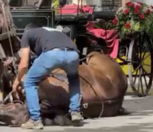 Se abre oficialmente el debate para eliminar los animales en Els Tres Tombs Se abre oficialmente el debate para eliminar los animales en Els Tres Tombs