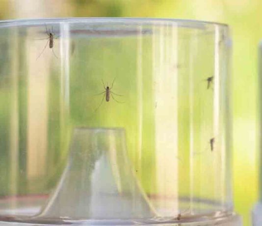Más vigilancia y control del mosquito tigre con trampas inteligentes Más vigilancia y control del mosquito tigre con trampas inteligentes