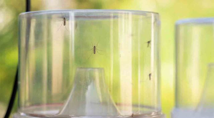 Más vigilancia y control del mosquito tigre con trampas inteligentes Más vigilancia y control del mosquito tigre con trampas inteligentes