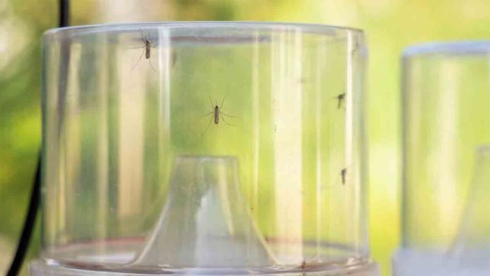 Vigilancia y control del mosquito tigre con trampas inteligentes Más vigilancia y control del mosquito tigre con trampas inteligentes