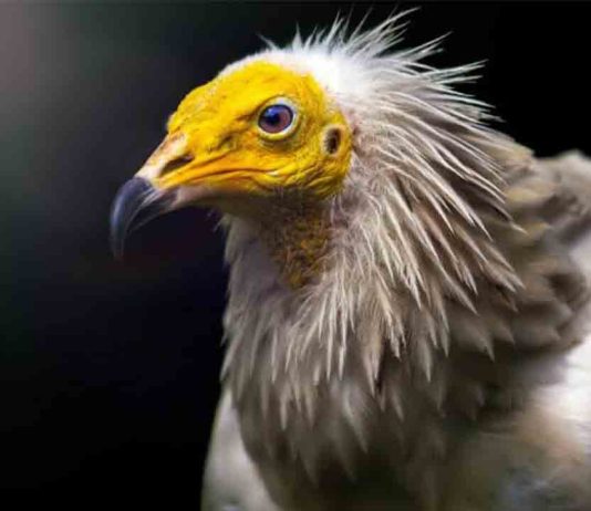 La Fundación Barcelona Zoo entrega cinco becas para proyectos de conservación La Fundación Barcelona Zoo entrega cinco becas para proyectos de conservación