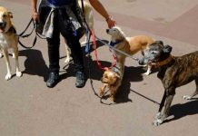 Nueva campaña para fomentar la convivencia responsable en áreas de perros Nueva campaña para fomentar la convivencia responsable en áreas de perros