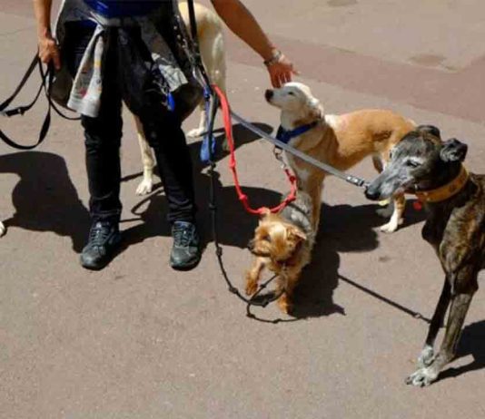Nueva campaña para fomentar la convivencia responsable en áreas de perros Nueva campaña para fomentar la convivencia responsable en áreas de perros