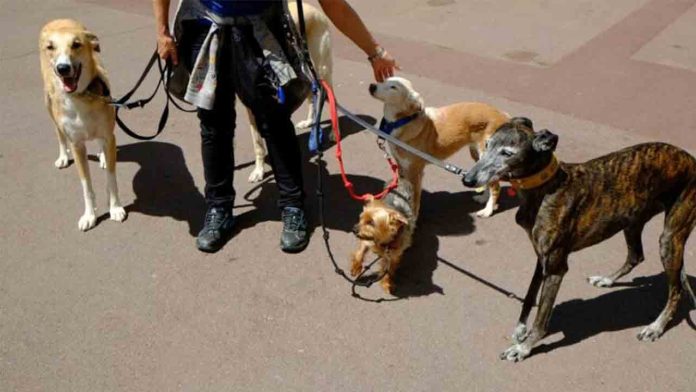 Nueva campaña para fomentar la convivencia responsable en áreas de perros