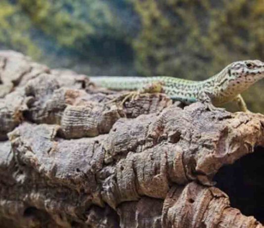 Primer nacimiento exitoso de lagartijas de las Pitiusas en el Zoo de Barcelona Primer nacimiento exitoso de lagartijas de las Pitiusas en el Zoo de Barcelona