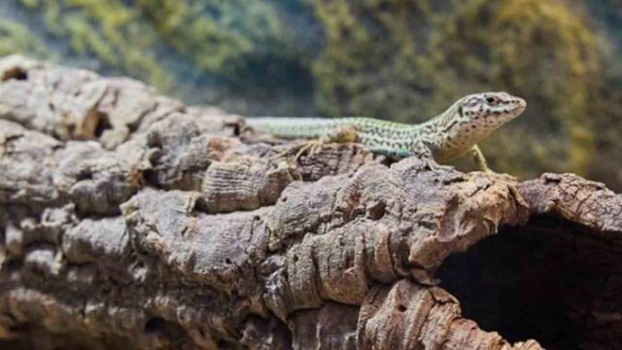 Primer nacimiento exitoso de lagartijas de las Pitiusas en el Zoo de Barcelona