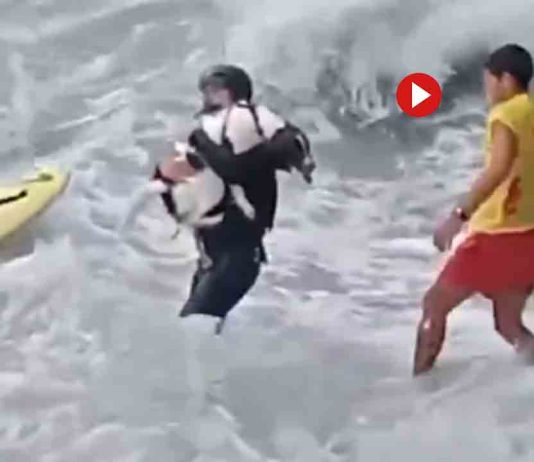 Rescate en Sitges: Un perro atrapado en las rocas es salvado por los Mossos Rescate en Sitges: Un perro atrapado en las rocas es salvado por los Mossos