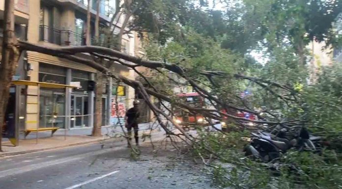 Un árbol cae en plena hora punta en Entença y causa alteraciones en el tráfico Un árbol cae en plena hora punta en Entença y causa alteraciones en el tráfico