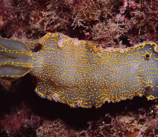 El Port Olímpic impulsa la recuperación de más de 100 especies marinas El Port Olímpic impulsa la recuperación de más de 100 especies marinas